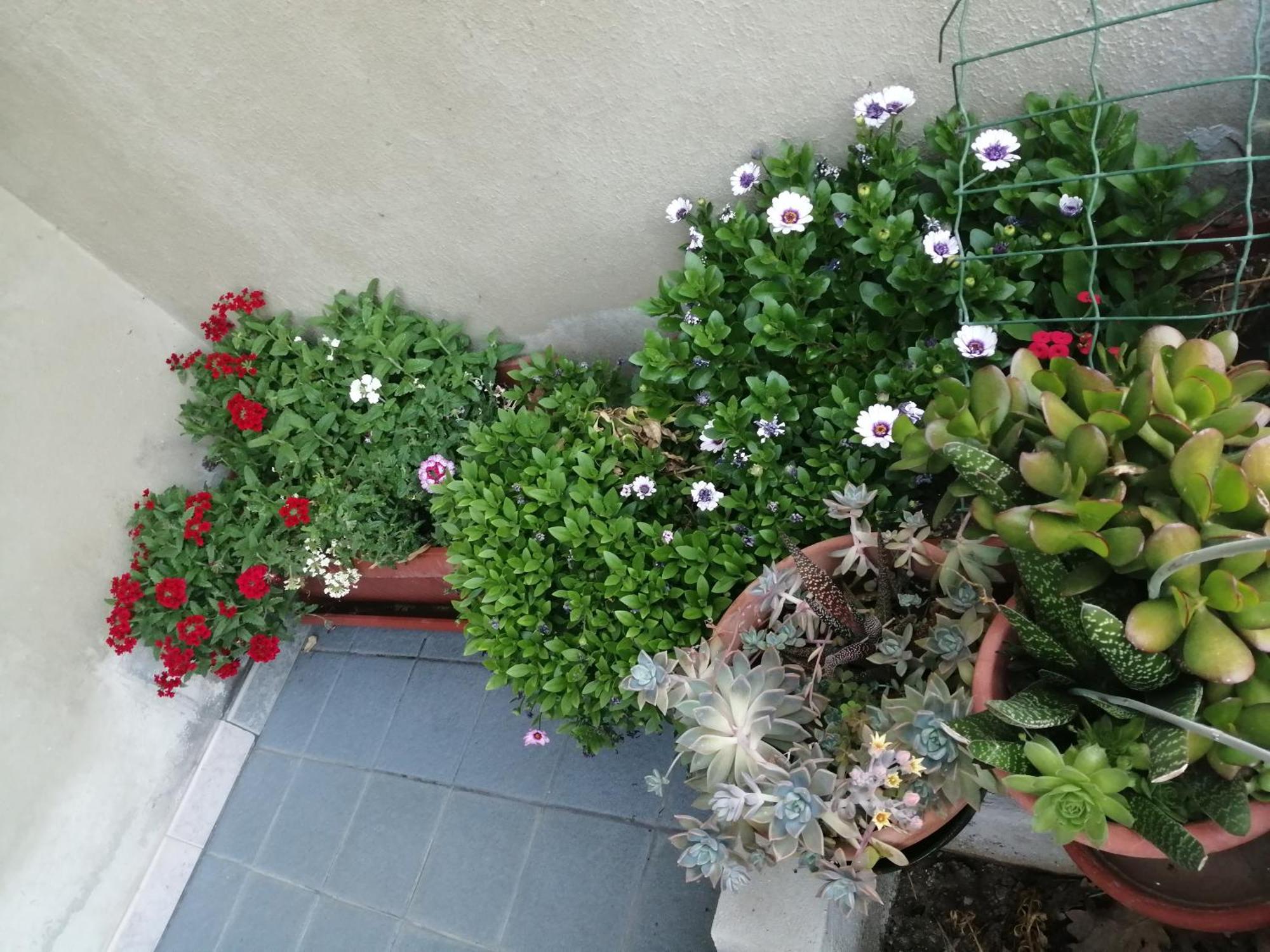 L Agrifoglio Di Rita Loddo Apartment Fonni Bagian luar foto